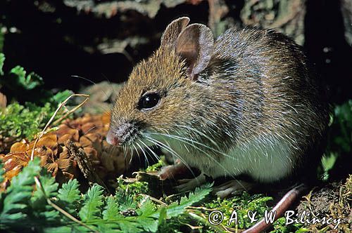 mysz wielkooka leśna Apodemus flavicolis