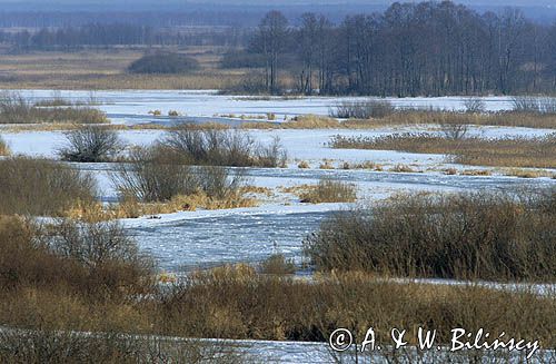 zima nad rzeką Biebrzą Biebrza river in winter