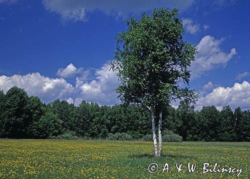 Nadbużański Park Krajobrazowy