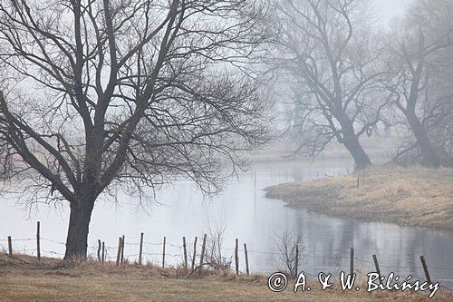we mgle nad rzeką Narew, Podlasie