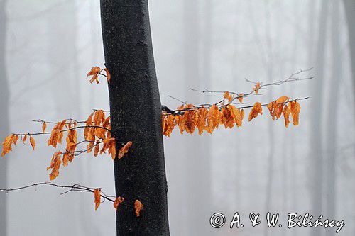 las na Otrycie, buczyna, Bieszczady