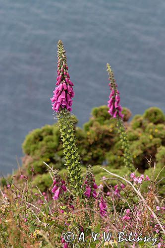 Naparstnica purpurowa Digitalis purpurea)