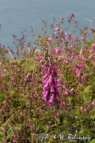 Naparstnica purpurowa Digitalis purpurea)