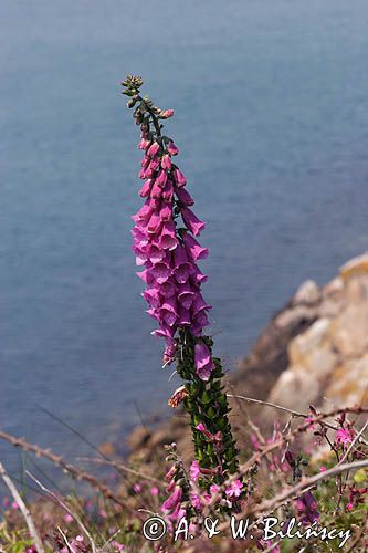 Naparstnica purpurowa Digitalis purpurea)