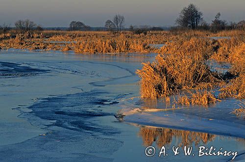 Narew na Podlasiu