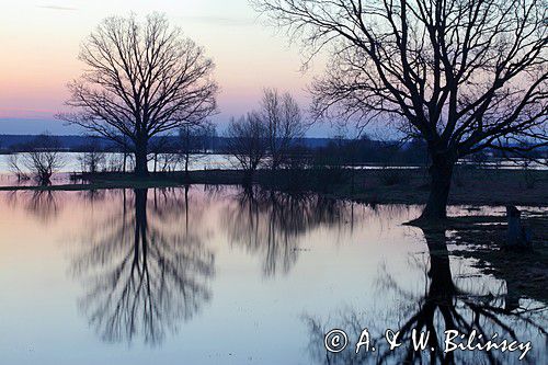 wiosenne rozlewiska rzeki Narwii, Zajki, Podlasie
