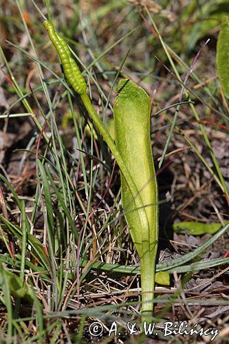 Nasięźrzał pospolity, Ophioglossum vulgatum