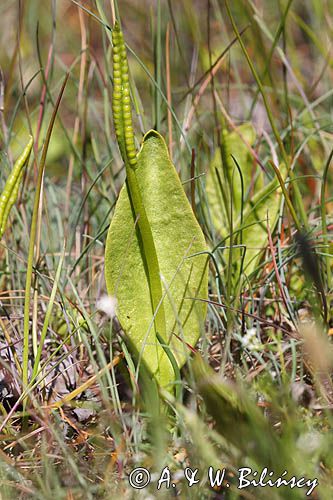 Nasięźrzał pospolity, Ophioglossum vulgatum