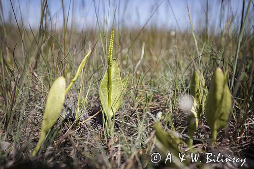 Nasięźrzał pospolity, Ophioglossum vulgatum