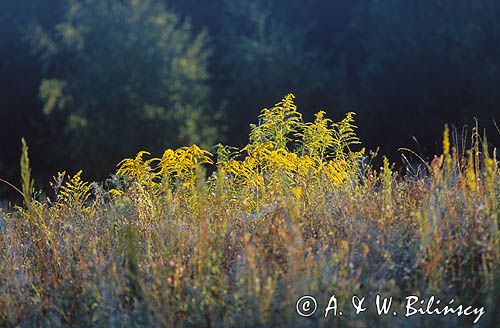 Nawłoć pospolita Solidago virgaurea L)