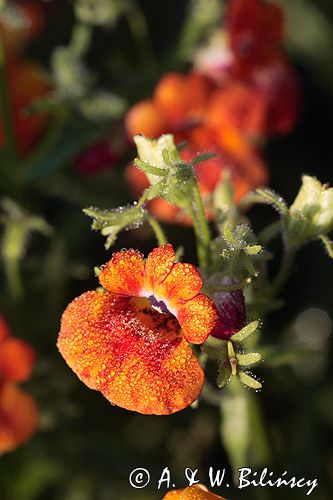 nemezja, nemesia, jawnotka, nemezja powabna N. strumosa