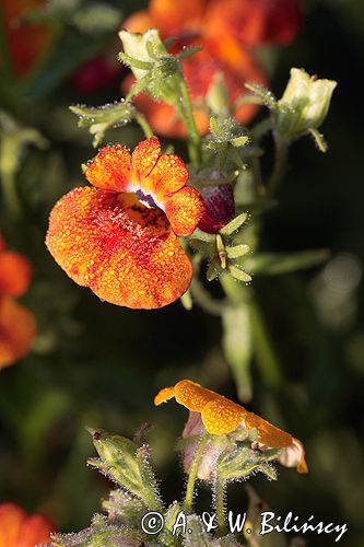 nemezja, nemesia, jawnotka, nemezja powabna N. strumosa