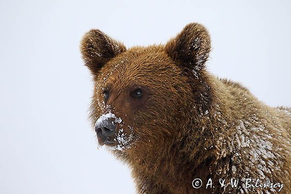 Niedźwiedź brunatny, Ursus arctos, młody