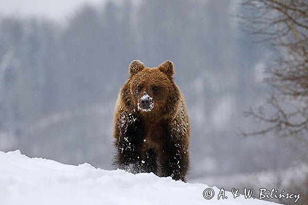 Niedźwiedź brunatny, Ursus arctos