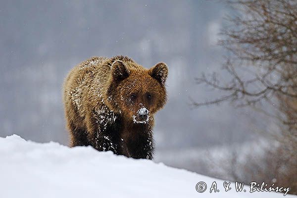 Niedźwiedź brunatny, Ursus arctos