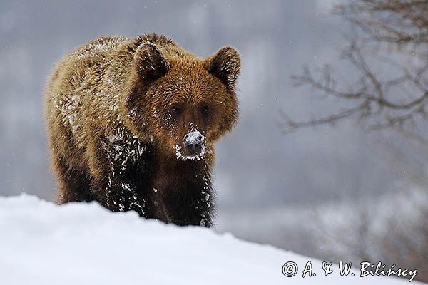 Niedźwiedź brunatny, Ursus arctos