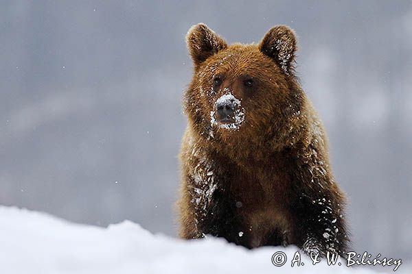 Niedźwiedź brunatny, Ursus arctos