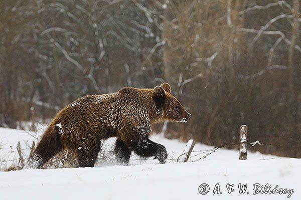 Niedźwiedź brunatny, Ursus arctos