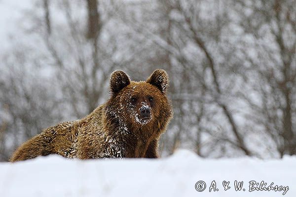 Niedźwiedź brunatny, Ursus arctos