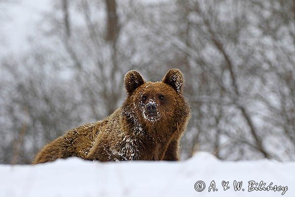 Niedźwiedź brunatny, Ursus arctos