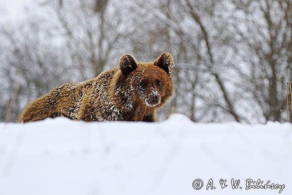 Niedźwiedź brunatny, Ursus arctos