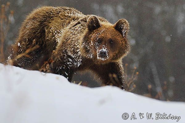 Niedźwiedź brunatny, Ursus arctos