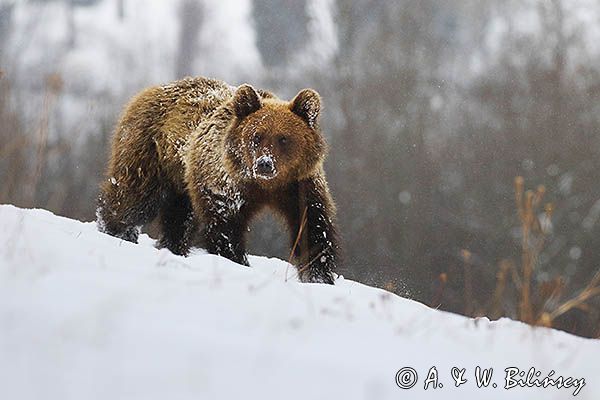 Niedźwiedź brunatny, Ursus arctos