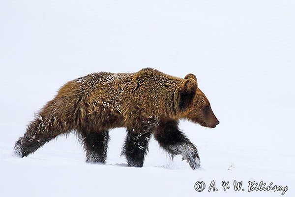 Niedźwiedź brunatny, Ursus arctos