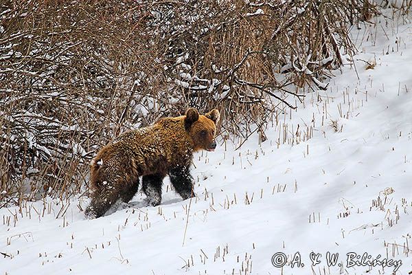 Niedźwiedź brunatny, Ursus arctos