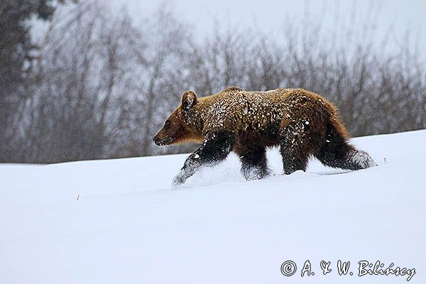 Niedźwiedź brunatny, Ursus arctos