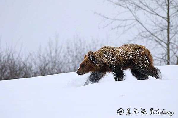 Niedźwiedź brunatny, Ursus arctos