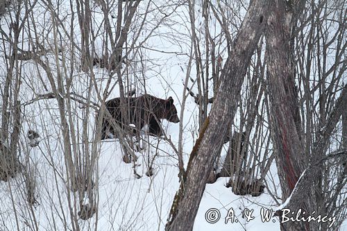 Niedźwiedź brunatny, Ursus arctos, samica