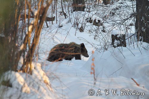 Niedźwiedź brunatny, Ursus arctos, samica