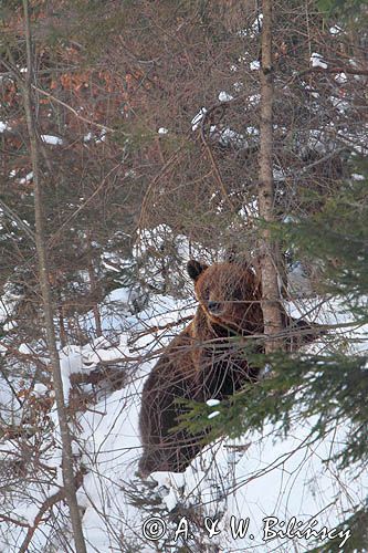 Niedźwiedzica, Bieszczady, Bank Zdjęć Bilińscy, fotografia przyrodnicza