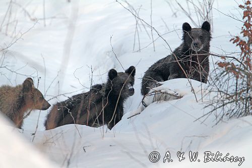 Niedźwiedź brunatny, Ursus arctos, trzy młode