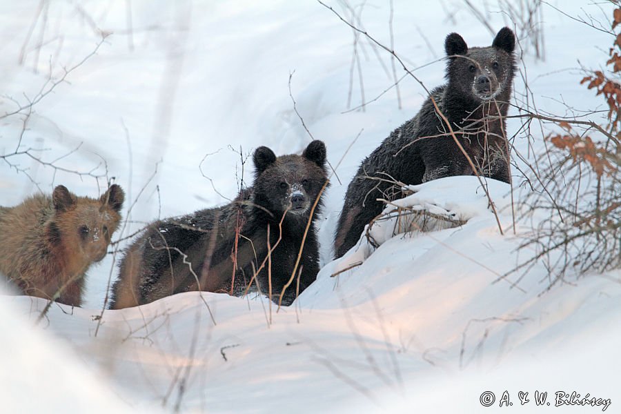 Młode niedźwiedzie w Bieszczadach, bank zdjęć Bilińscy, fotografia przyrodnicza