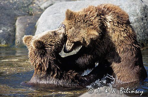 niedźwiedzie brunatne Ursus arctos