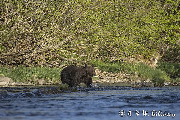 Niedźwiedź brunatny, Ursus arctos