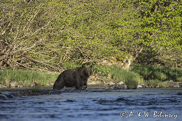 Niedźwiedź brunatny, Ursus arctos