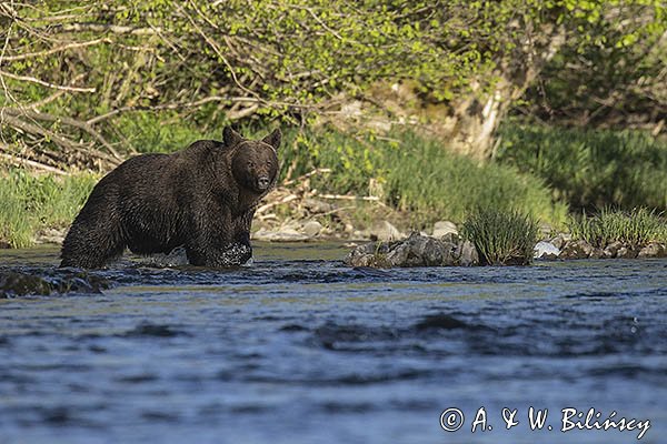 Niedźwiedź brunatny, Ursus arctos