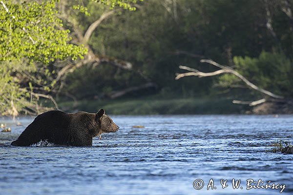 Niedźwiedź brunatny, Ursus arctos