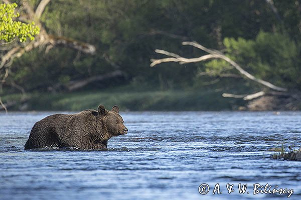 Niedźwiedź brunatny, Ursus arctos