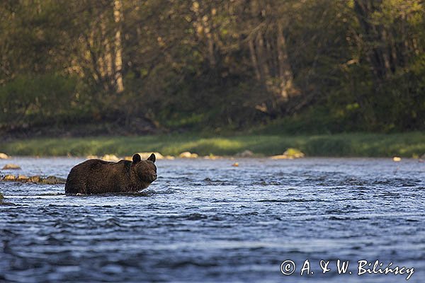 Niedźwiedź brunatny, Ursus arctos