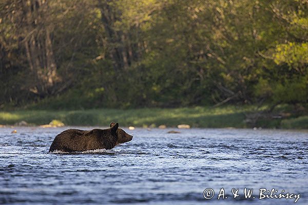 Niedźwiedź brunatny, Ursus arctos