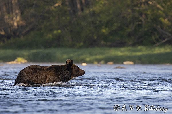 Niedźwiedź brunatny, Ursus arctos