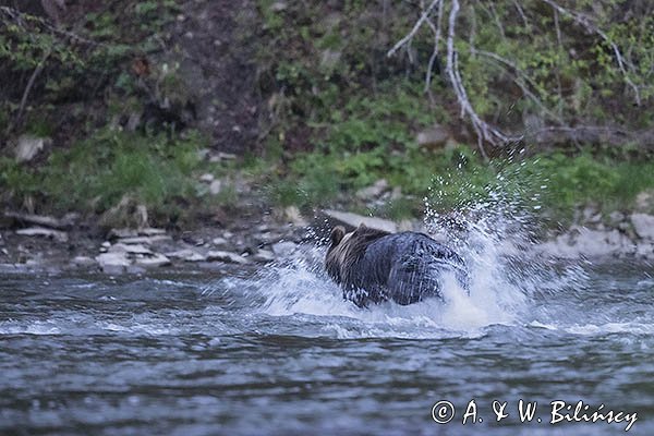 Niedźwiedź brunatny, Ursus arctos