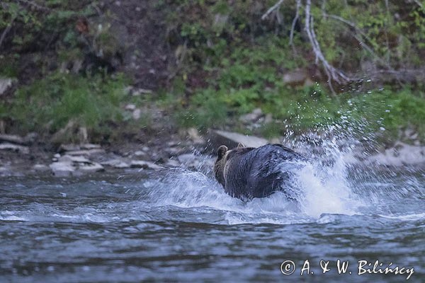 Niedźwiedź brunatny, Ursus arctos