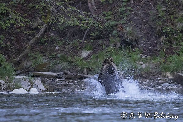 Niedźwiedź brunatny, Ursus arctos