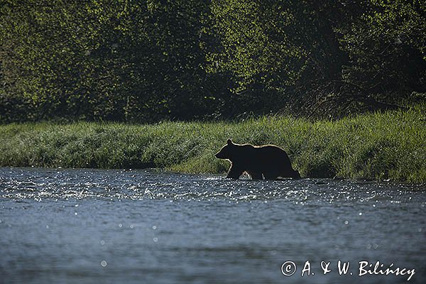 Niedźwiedź brunatny, Ursus arctos