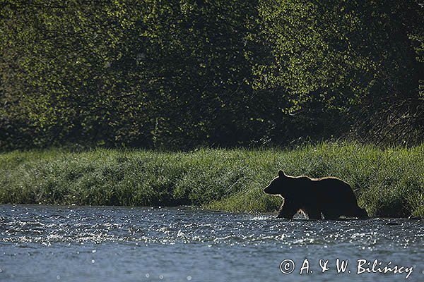 Niedźwiedź brunatny, Ursus arctos